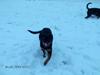 Rottweiler kiki
