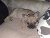 Fransk bulldog Bella