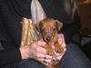Dvaergpinscher Zorro