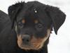 Rottweiler Samos [ Himmelhund]