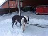 Amerikansk staffordshire terrier tyson