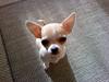 Chihuahua Chanel