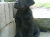 Labrador retriever Shiva [ Himmelhund]