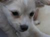 Chihuahua Dexter