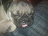 Mops Mopse
