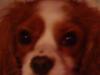 Cavalier king charles spaniel Oliver