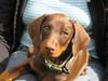 Dobermann "Freja" Baskernes Alaia