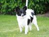 Papillon Knirkebo´s Emmelie