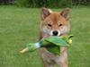 Shiba Calle (Jeibi-Juichi)
