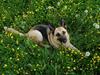 Schæferhund Laika  [ Himmelhund]
