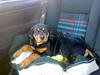 Rottweiler CanZo