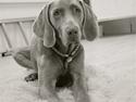 Weimaraner Bomlaz im Stoffer