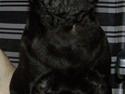 Mops Bertram
