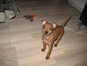 Dvaergpinscher Keno