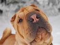 Shar pei Mille