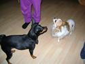 Dvaergpinscher bessie