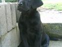Labrador retriever Shiva