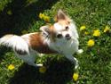 Chihuahua Luna