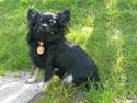 Chihuahua Lilly