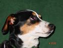 Dansk svensk gaardhund Freia Himmelhund 2008