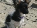 Papillon mille