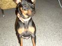 Dvaergpinscher Dina
