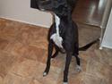 Greyhound Soffie ( solgt )