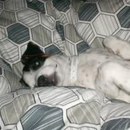 Jack russell terrier luigi