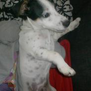 Jack russell terrier luigi