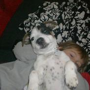 Jack russell terrier luigi