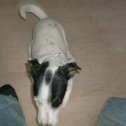 Jack russell terrier luigi