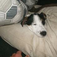 Jack russell terrier luigi