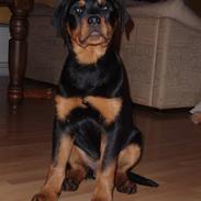 Rottweiler Zakoda Dina (Karla)