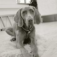 Weimaraner Bomlaz im Stoffer