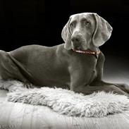 Weimaraner Bomlaz im Stoffer