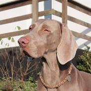 Weimaraner Bomlaz im Stoffer