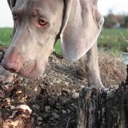 Weimaraner Bomlaz im Stoffer