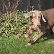 Weimaraner Bomlaz im Stoffer