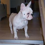Fransk bulldog Bernard