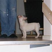 Fransk bulldog Bernard