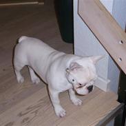 Fransk bulldog Bernard