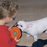 Fransk bulldog Bernard