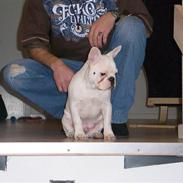 Fransk bulldog Bernard