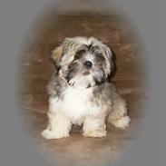 Lhasa apso afrodite