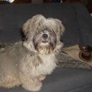 Lhasa apso afrodite