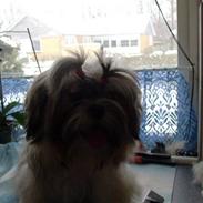 Lhasa apso afrodite