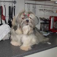 Lhasa apso afrodite