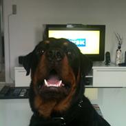 Rottweiler Pito