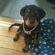 Rottweiler Pito