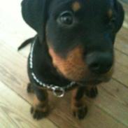 Rottweiler Pito